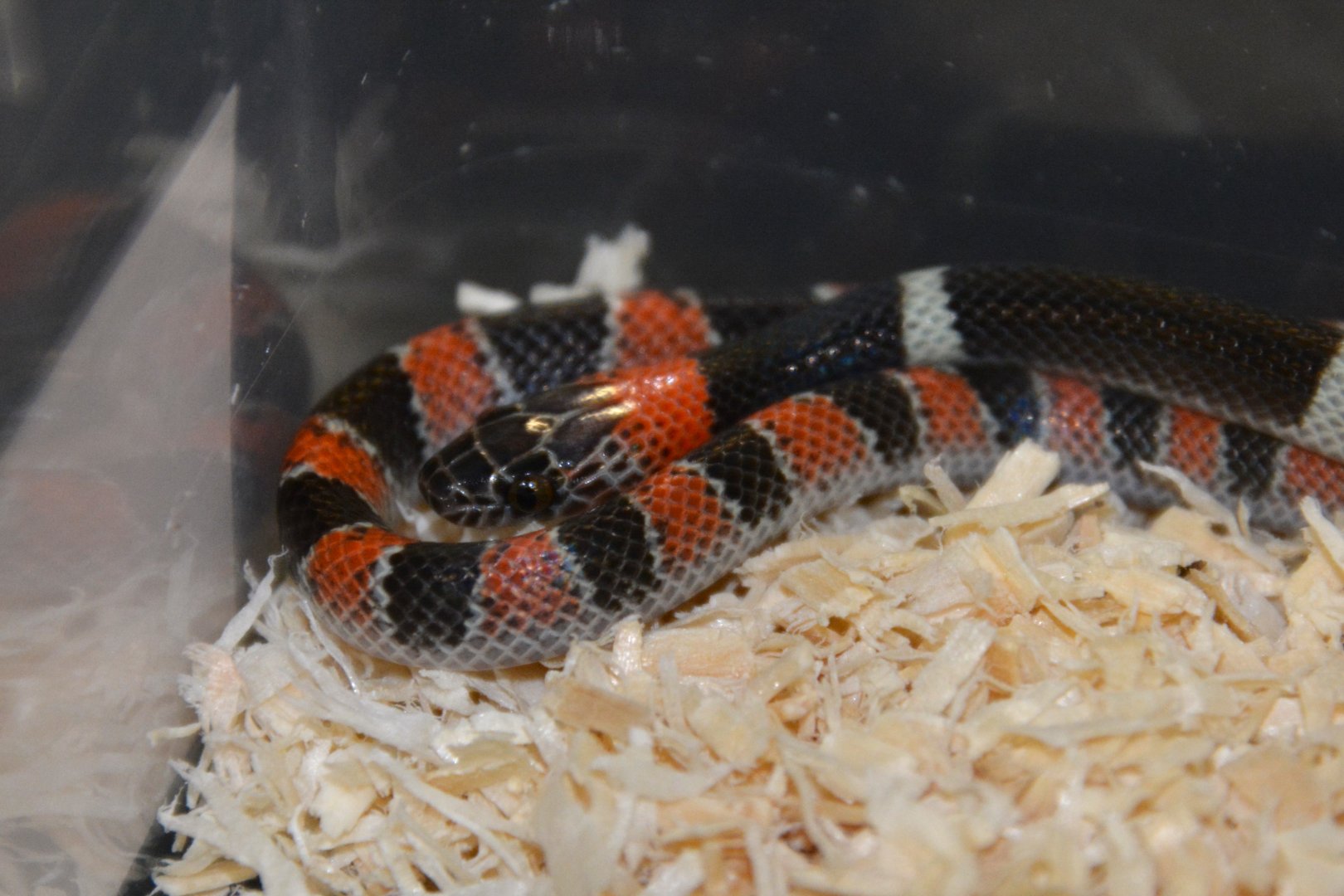 Amazon false coral snake (Oxyrhopus rhombifer inaequifasciatus)