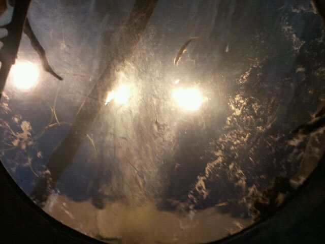 Amazon Flooded Forest ceiling viewing