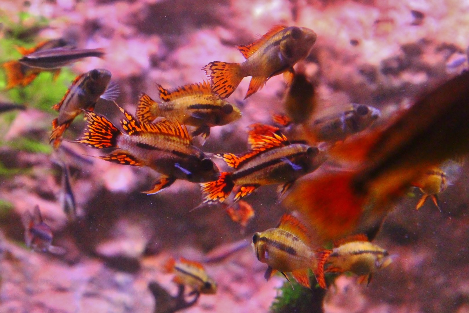 Amazon Flooded Forest - Cockatoo Cichlids (Apistogramma cacatuoides)