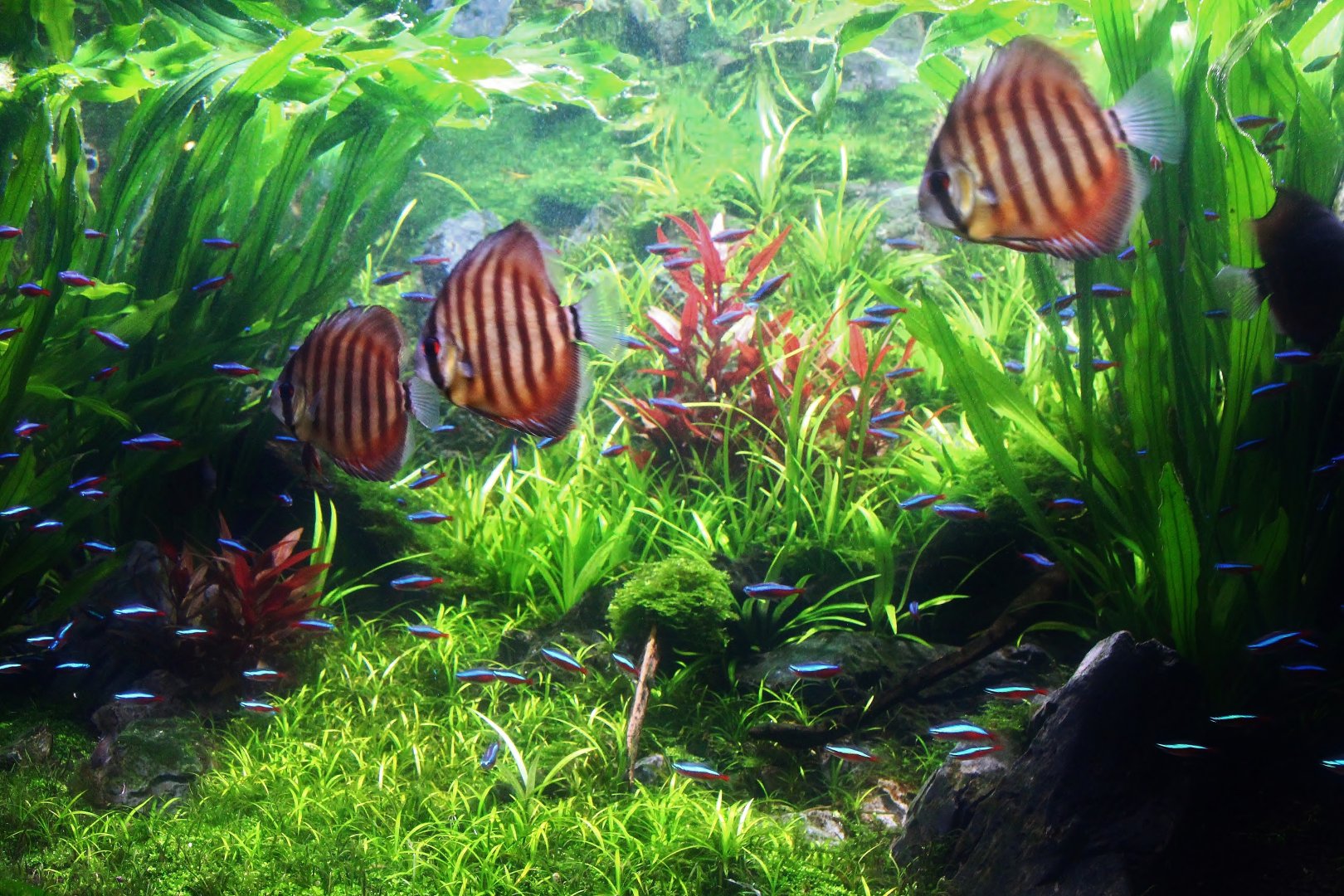 Amazon Flooded Forest - Discus