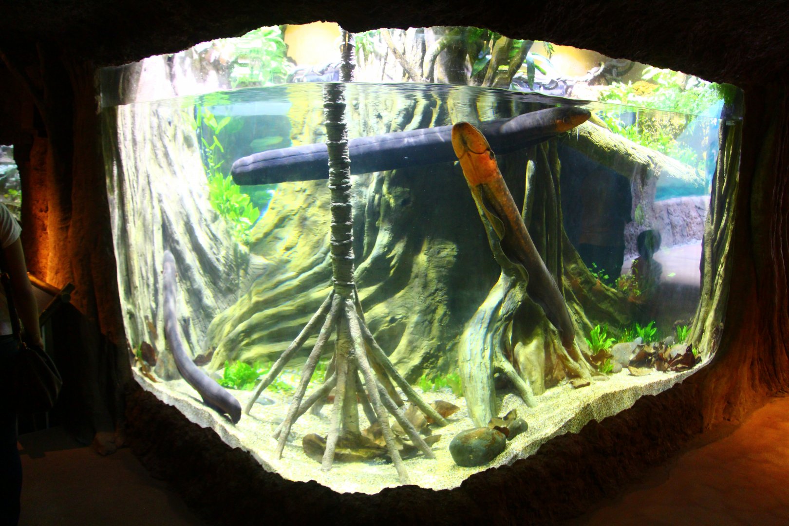 Amazon Flooded Forest -  Electric Eel exhibit