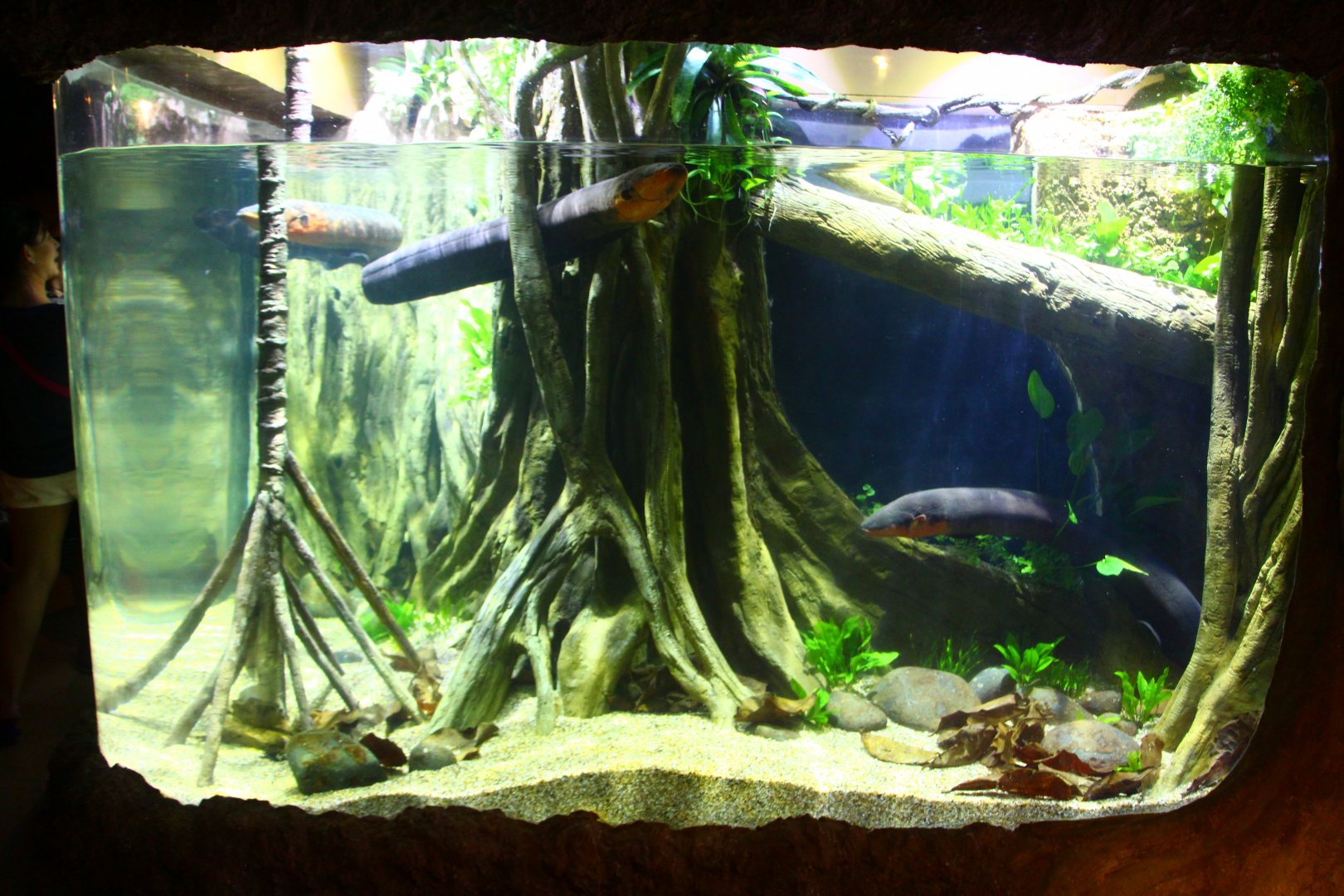 Amazon Flooded Forest - Electric Eel exhibit