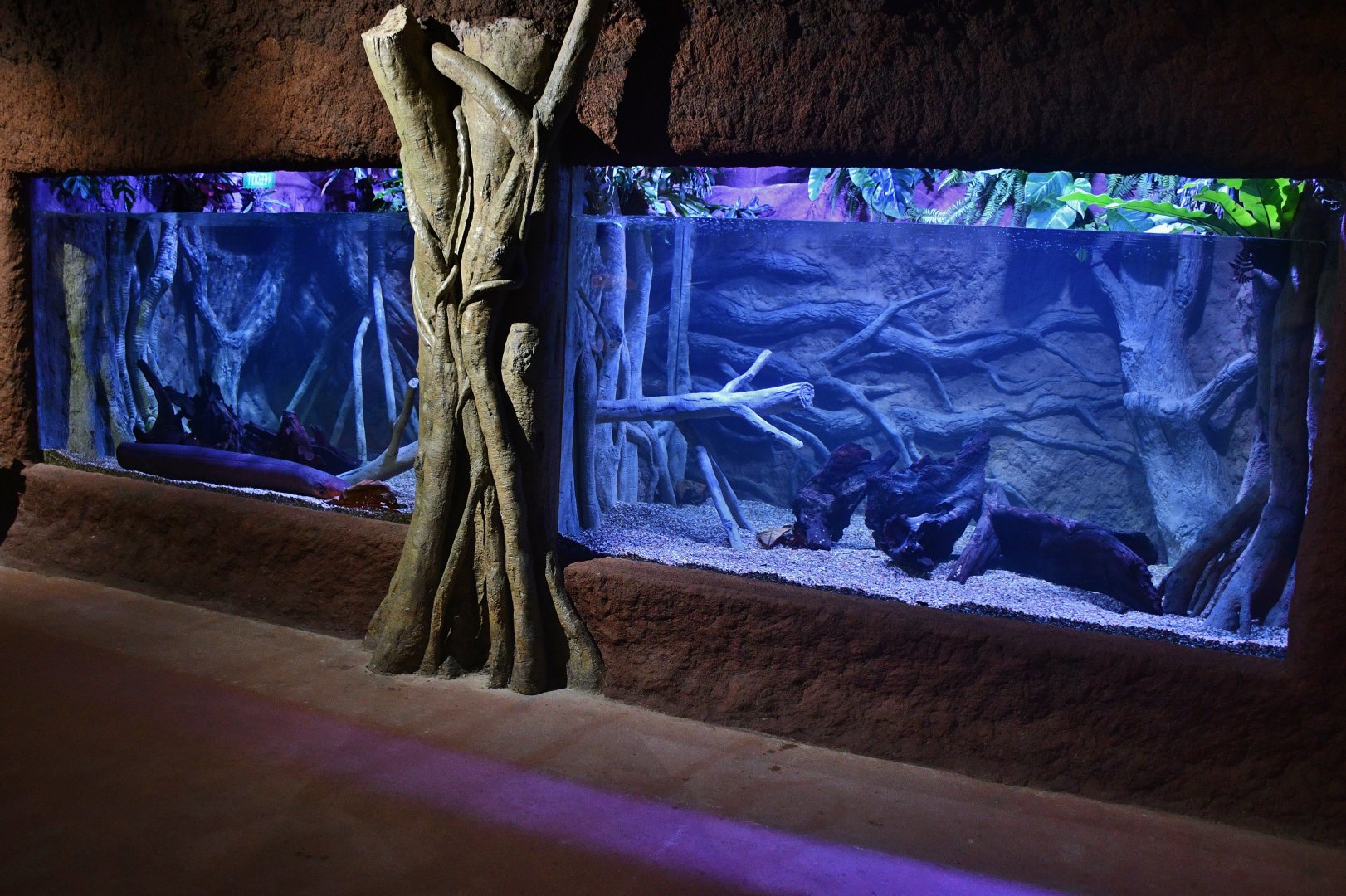 Amazon Flooded Forest - Electric Eel exhibit