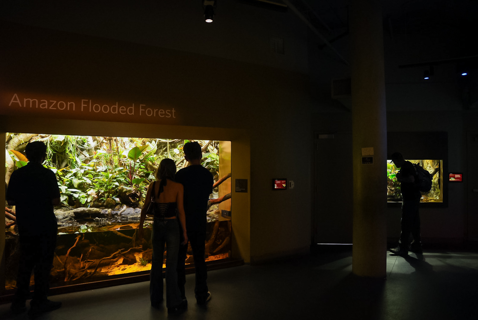 Amazon Flooded Forest (entrance)