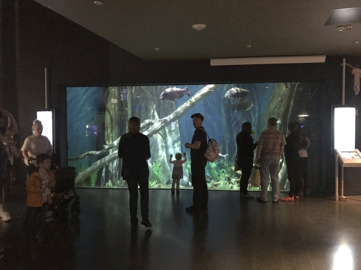 Amazon Flooded Forest exhibit 260519