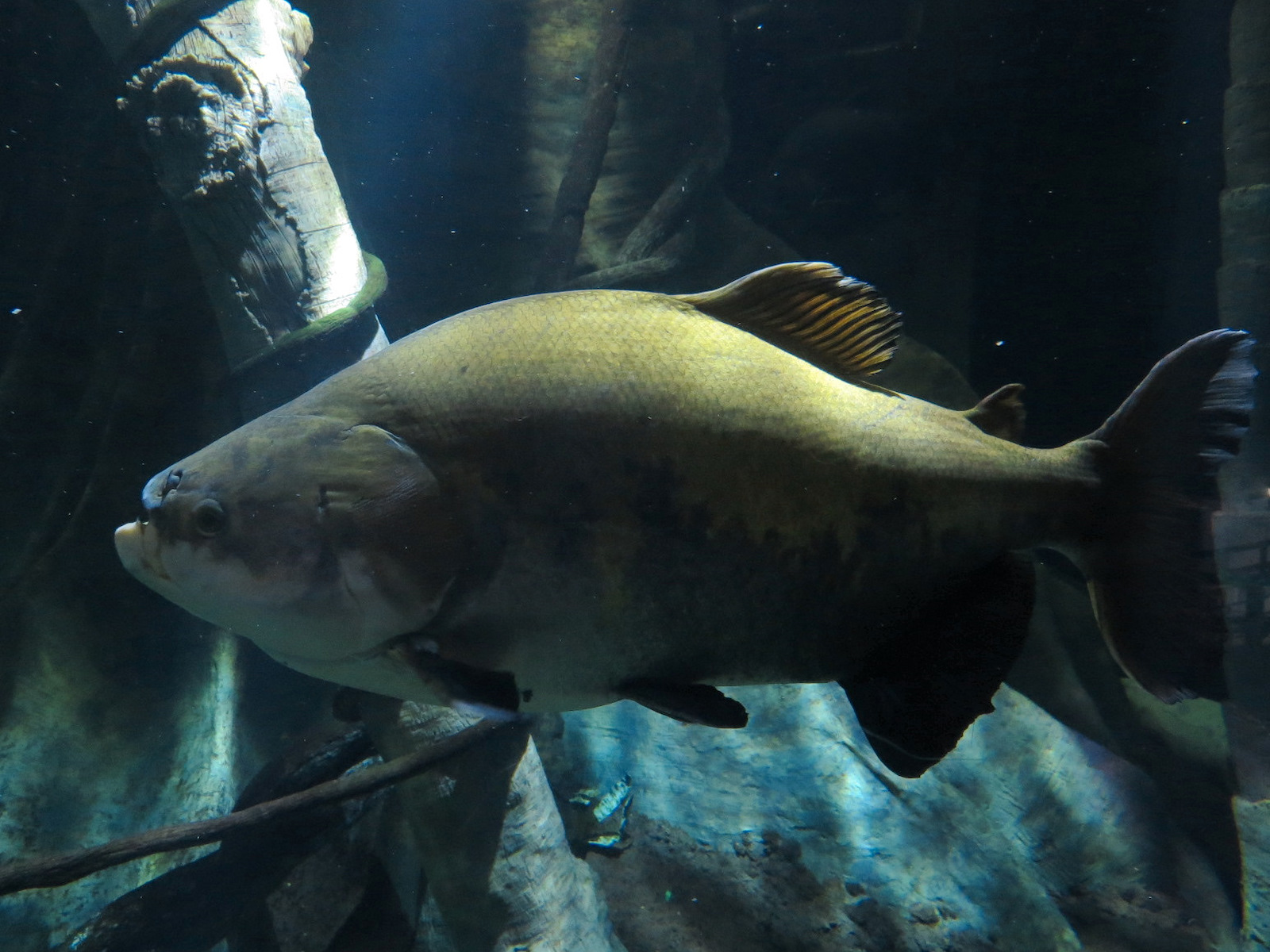Amazon Flooded Forest Exhibit - Tambaqui