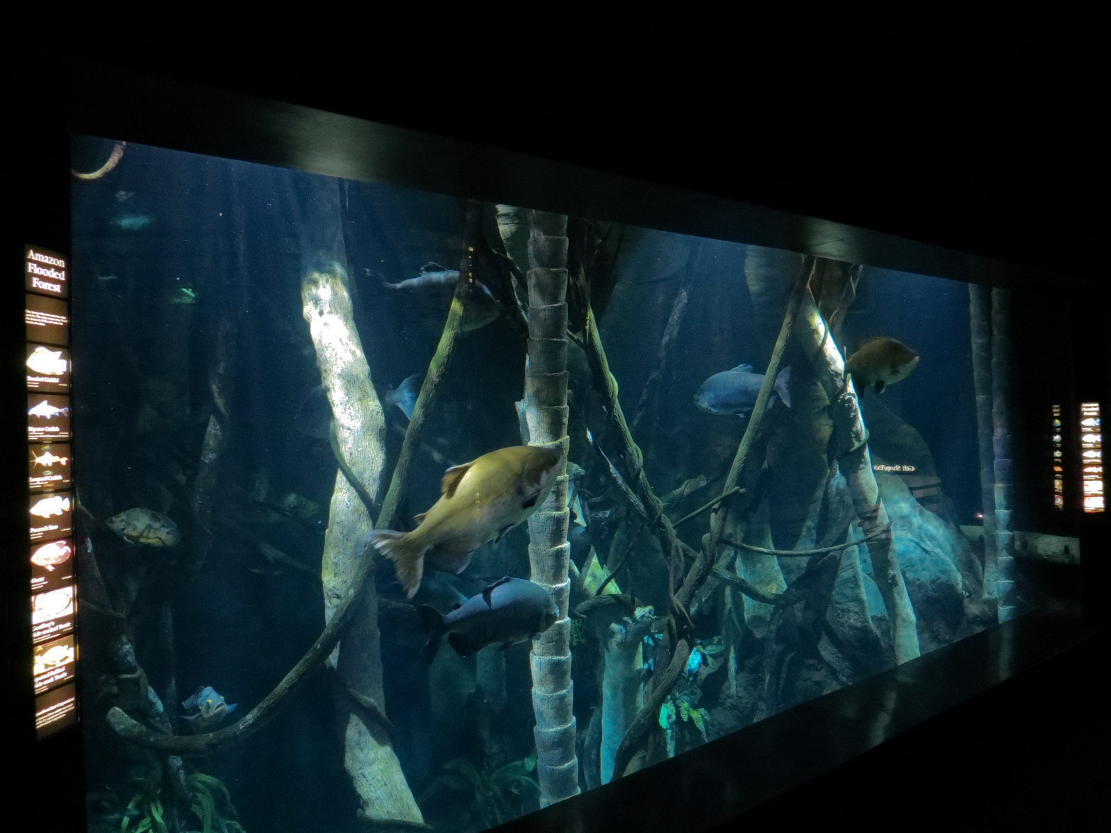 Amazon Flooded Forest Exhibit