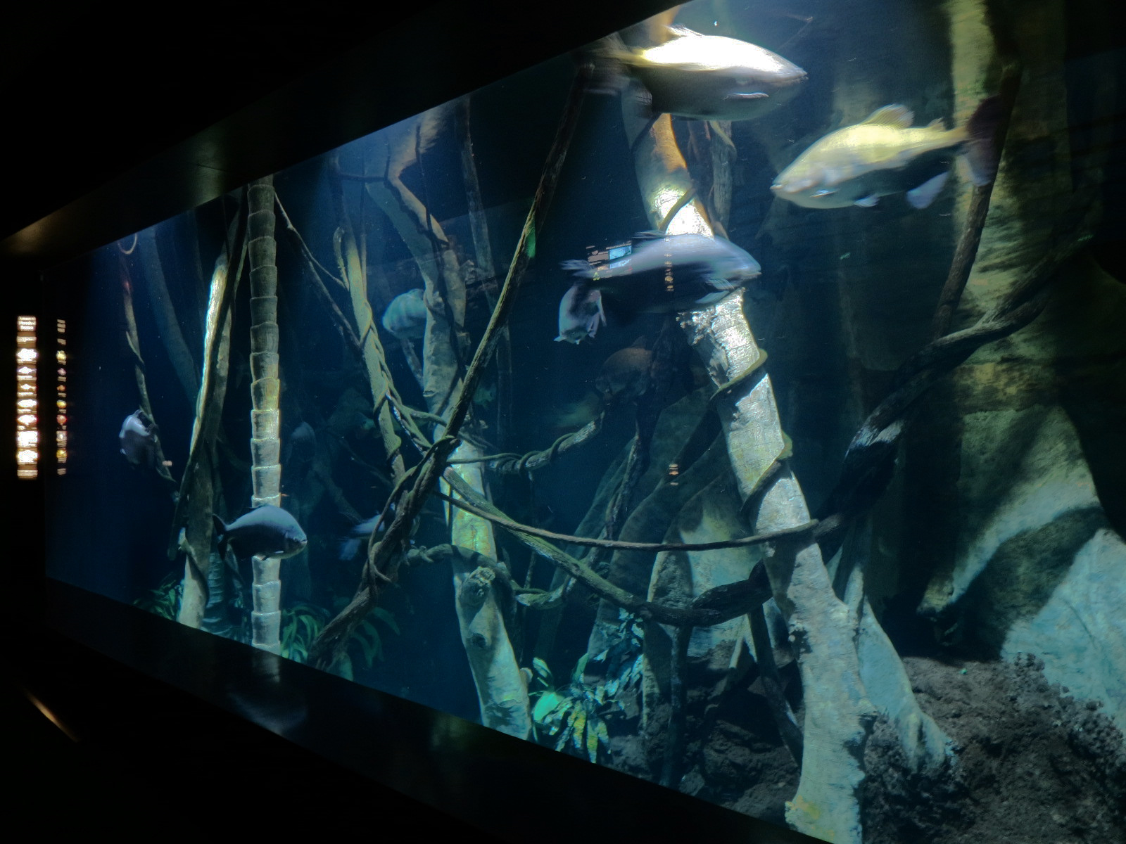 Amazon Flooded Forest Exhibit