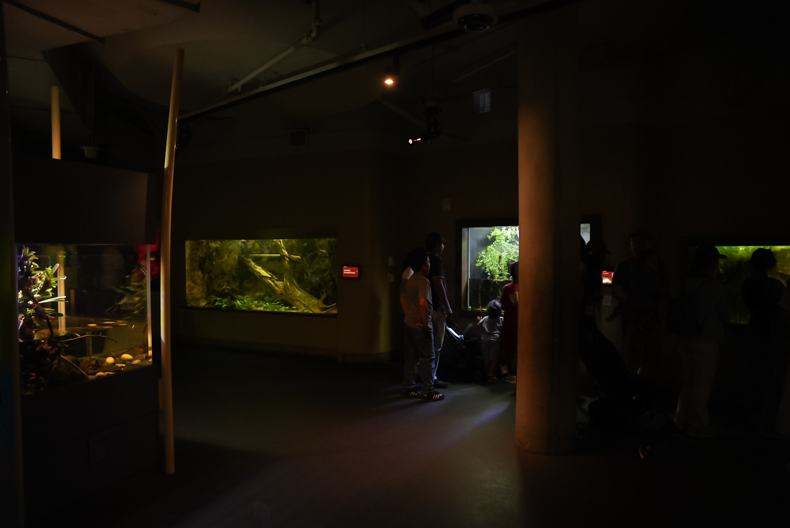 Amazon Flooded Forest exhibits (center gallery)