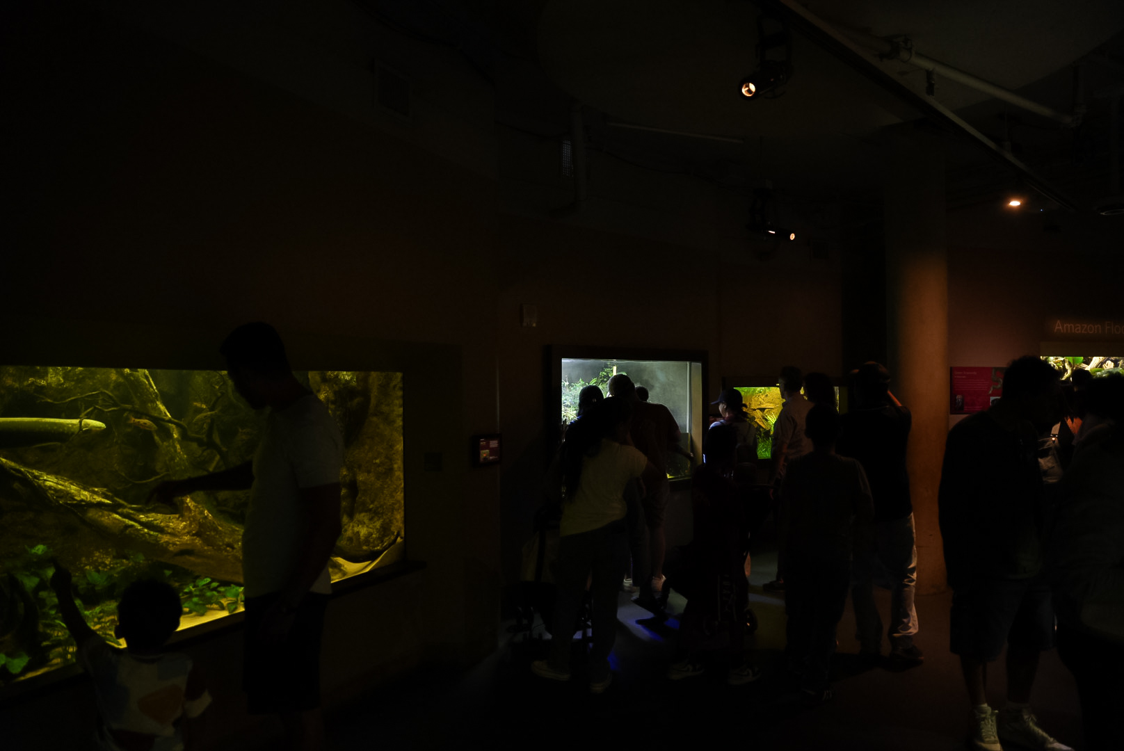 Amazon Flooded Forest exhibits (end gallery)