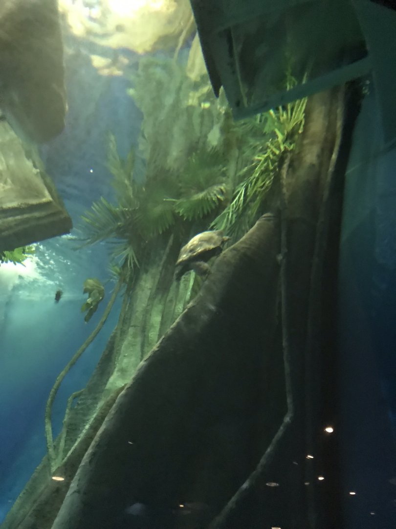 Amazon Flooded Forest - Geoffroy’s side-necked turtle 260519
