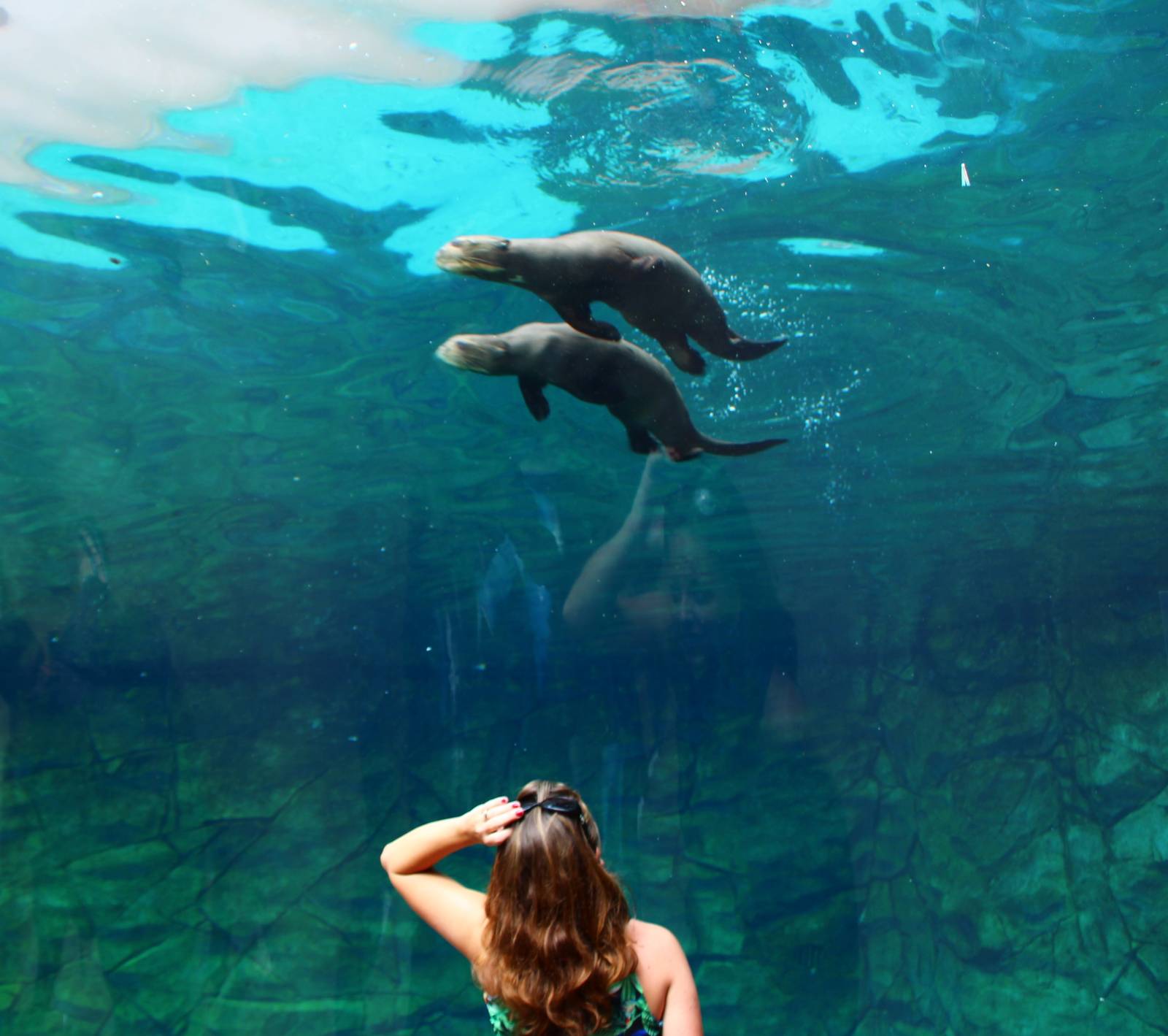 Amazon Flooded Forest - Giant Otter