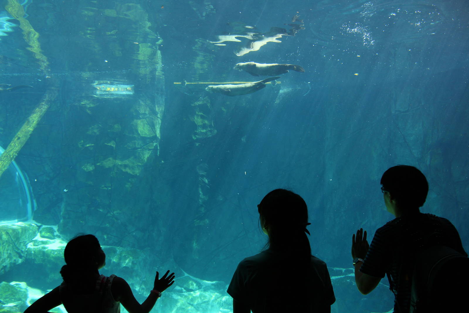 Amazon Flooded Forest - Giant Otter