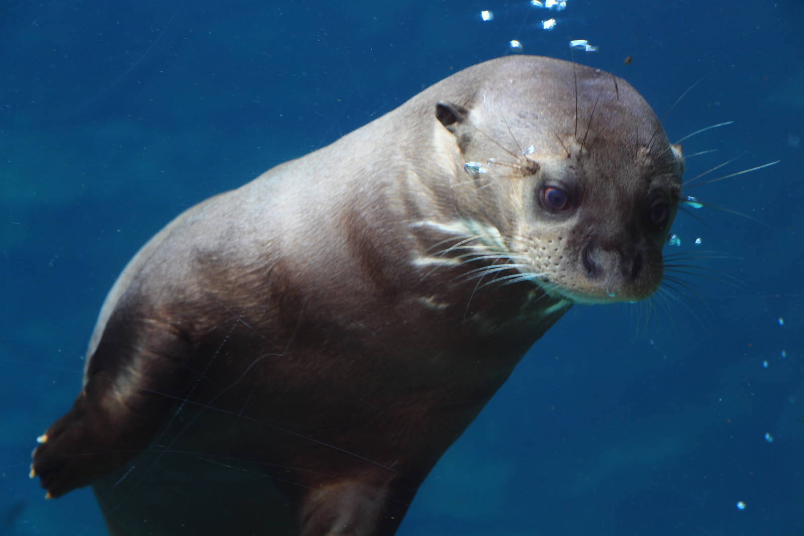Amazon Flooded Forest - Giant Otter