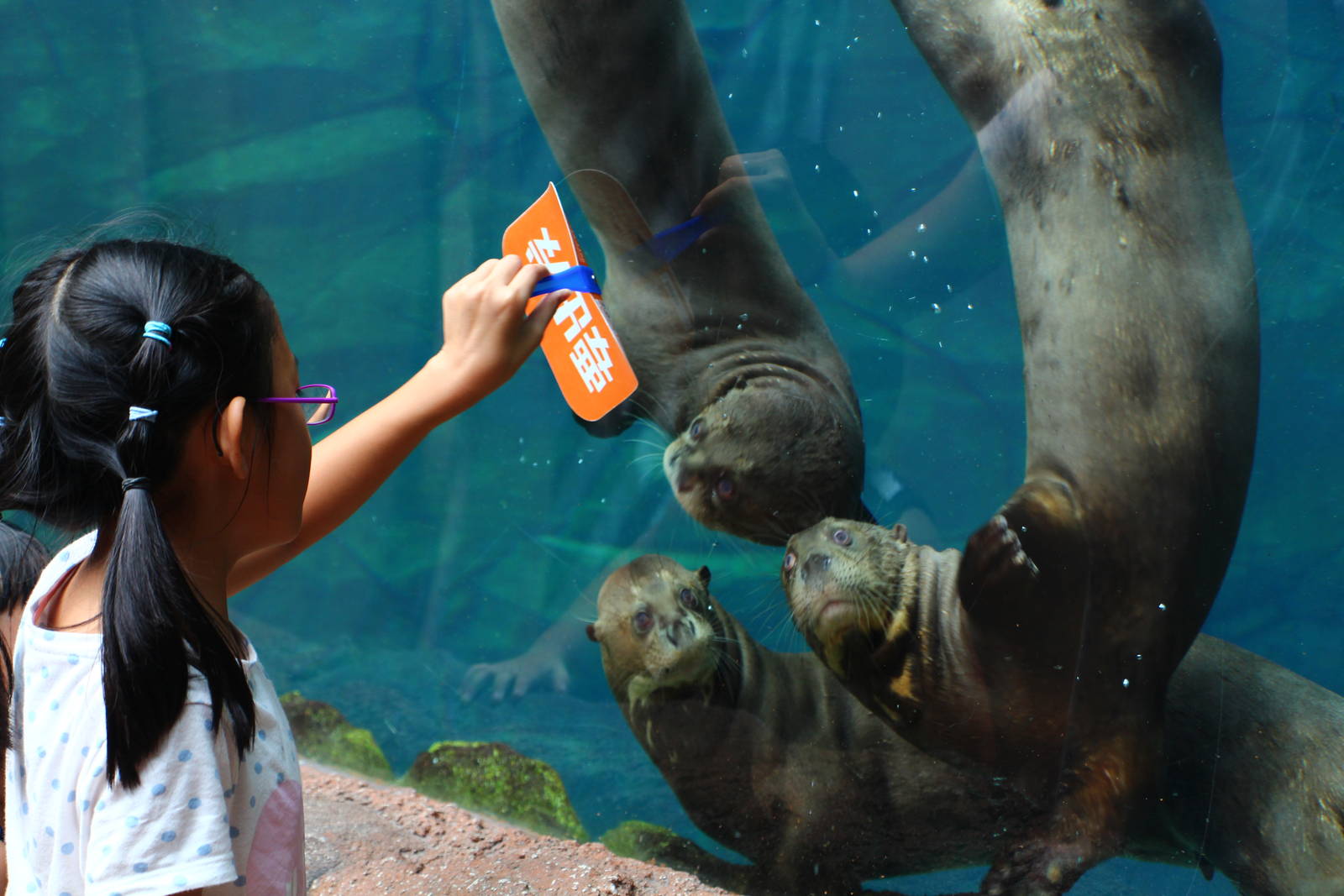 Amazon Flooded Forest - Giant Otters