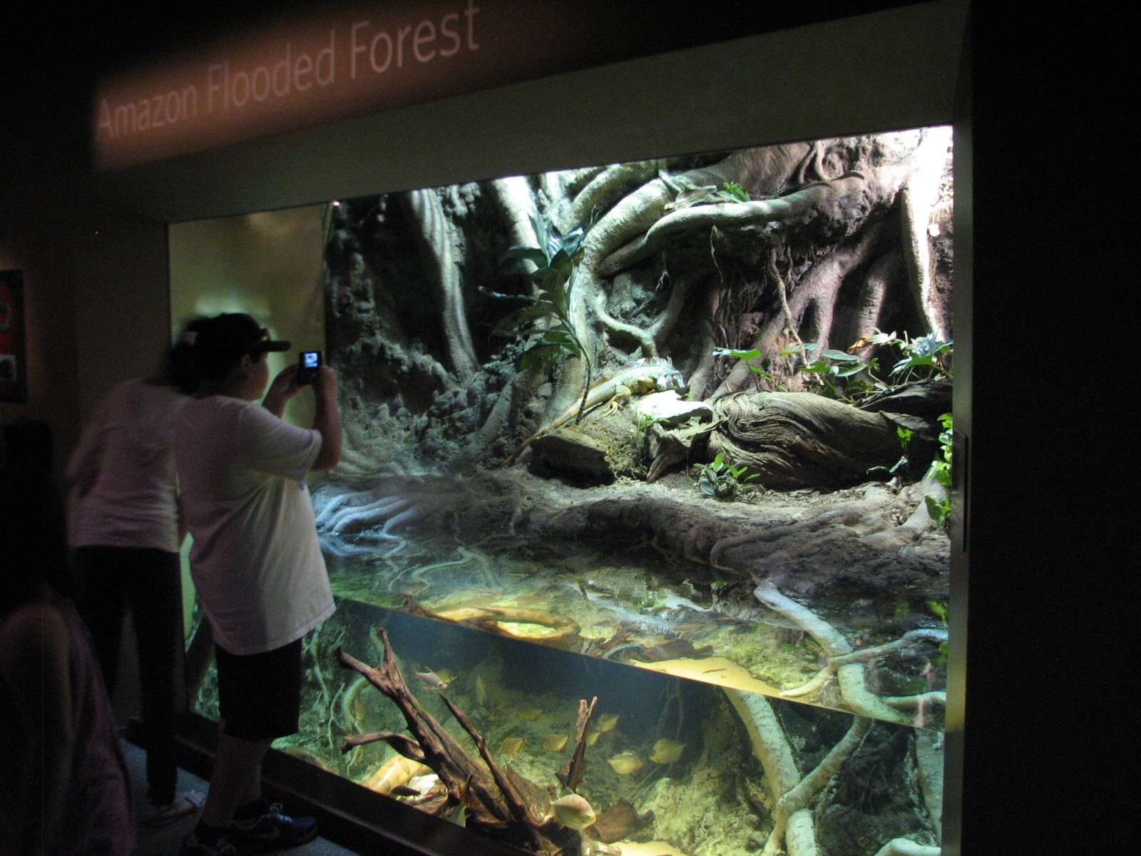 Amazon Flooded Forest - Green Iguana, Anaconda, Red Hook Silver Dollar, and