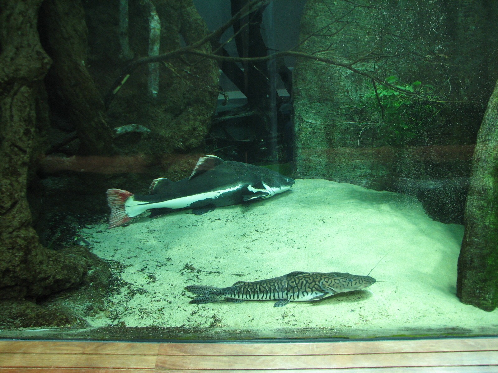 Amazon Flooded Forest - Main Tank - Tiger Shovel-nosed Catfish and Redtail