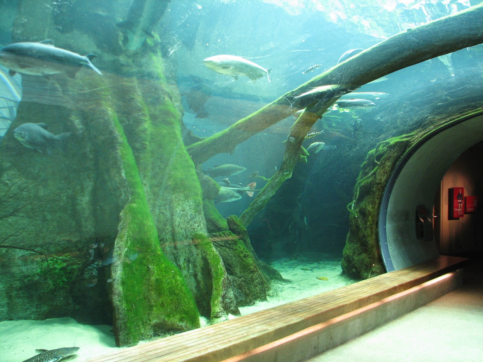Amazon Flooded Forest - Main Tank Viewing Tunnel