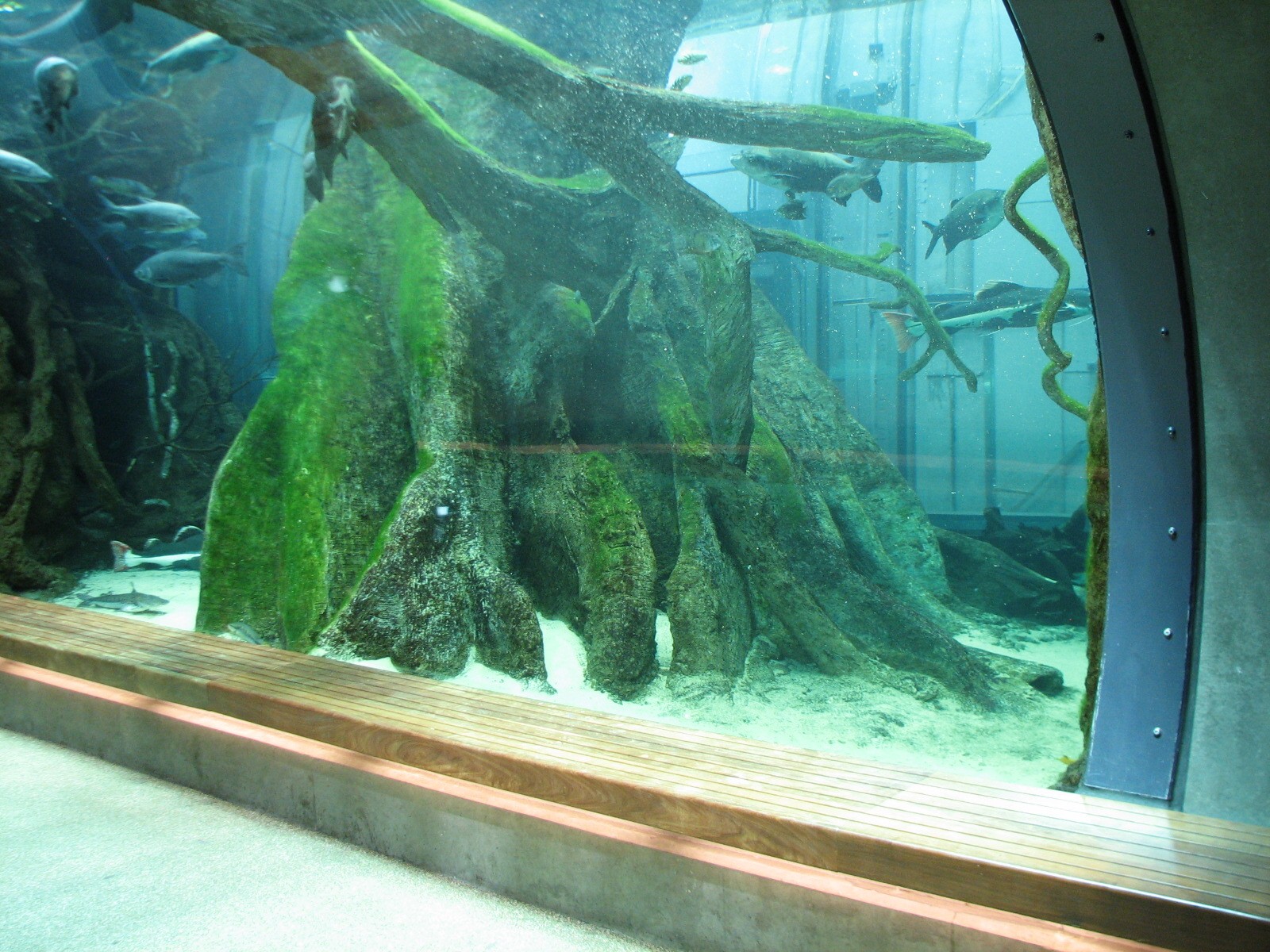 Amazon Flooded Forest - Main Tank Viewing Tunnel