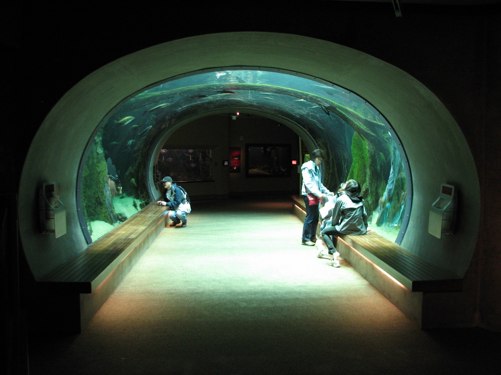 Amazon Flooded Forest - Main Tank Viewing Tunnel