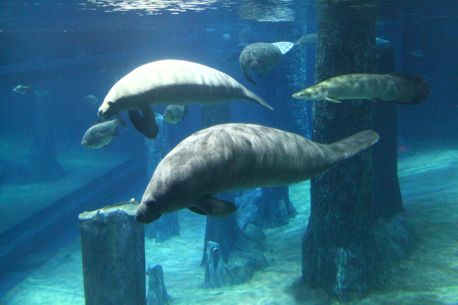 Amazon Flooded Forest - Manatee and Arapaima