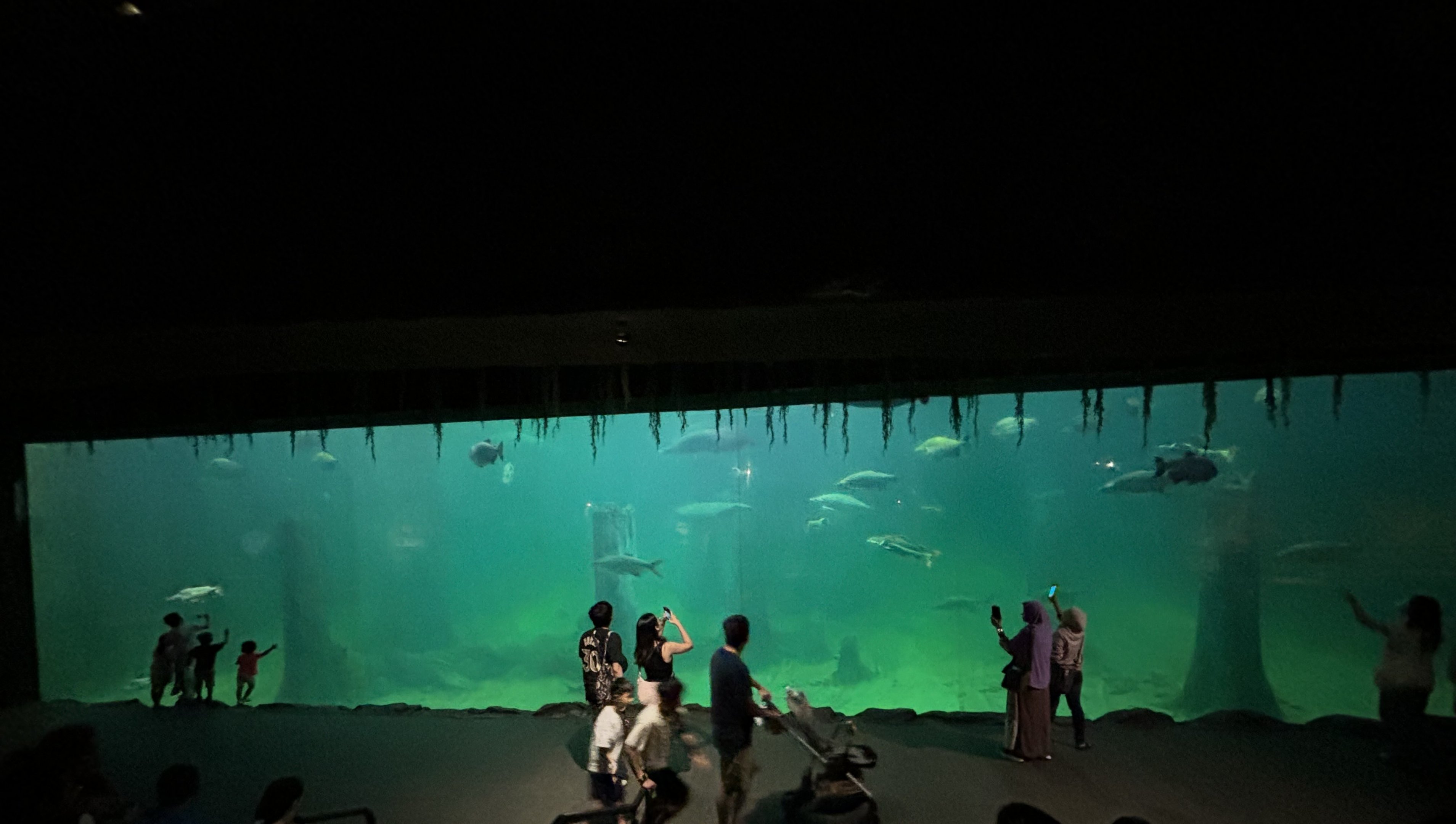 Amazon Flooded Forest - manatee tank