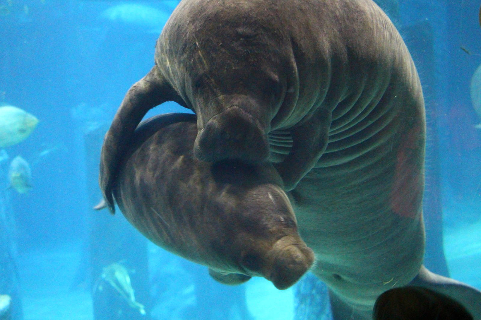 Amazon Flooded Forest - Manatee