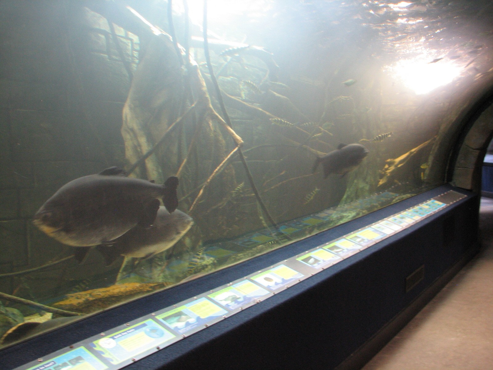 Amazon Flooded Forest - Pacu