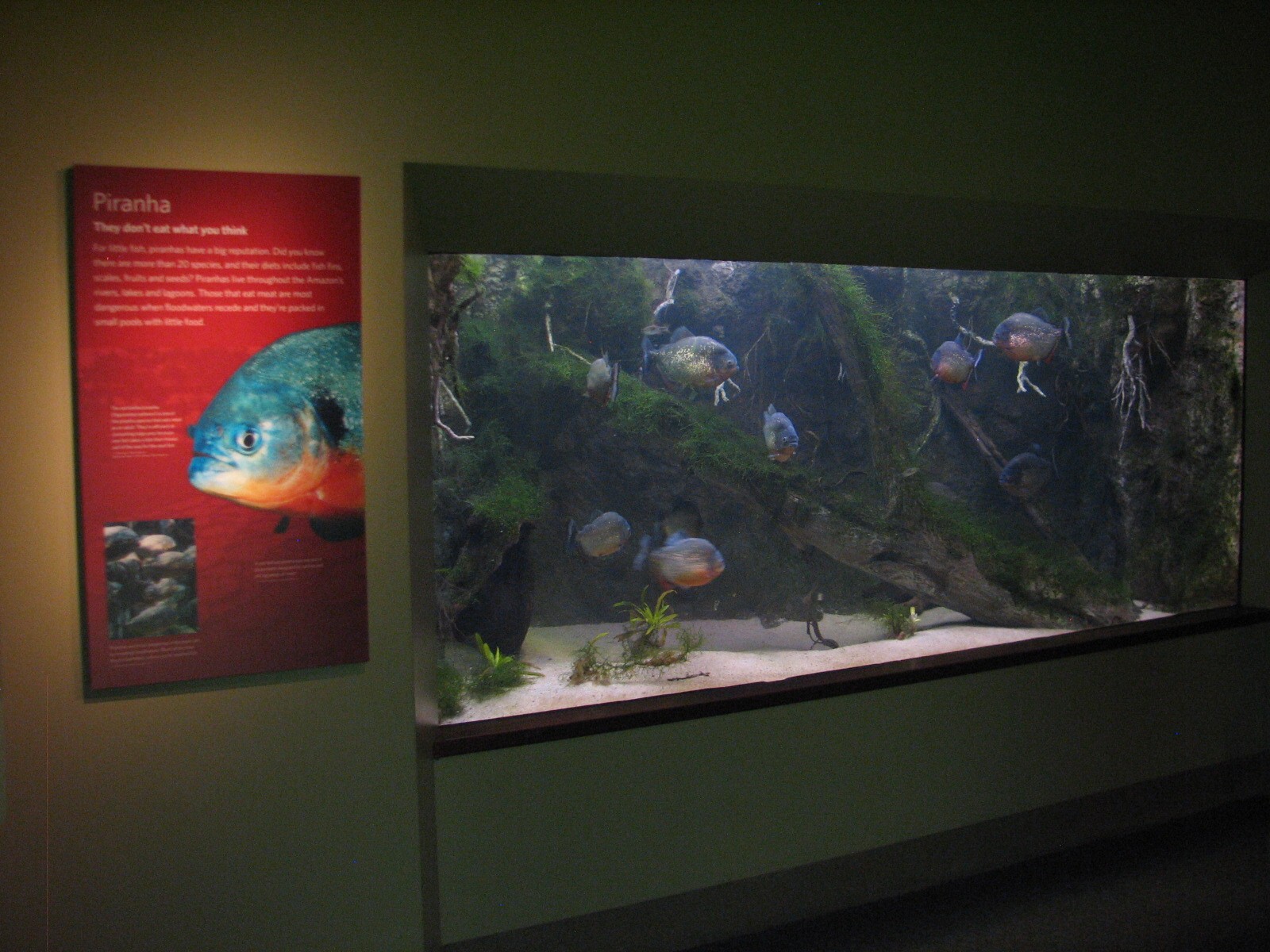 Amazon Flooded Forest - Red-bellied Piranha and Bucktooth Tetra Exhibit
