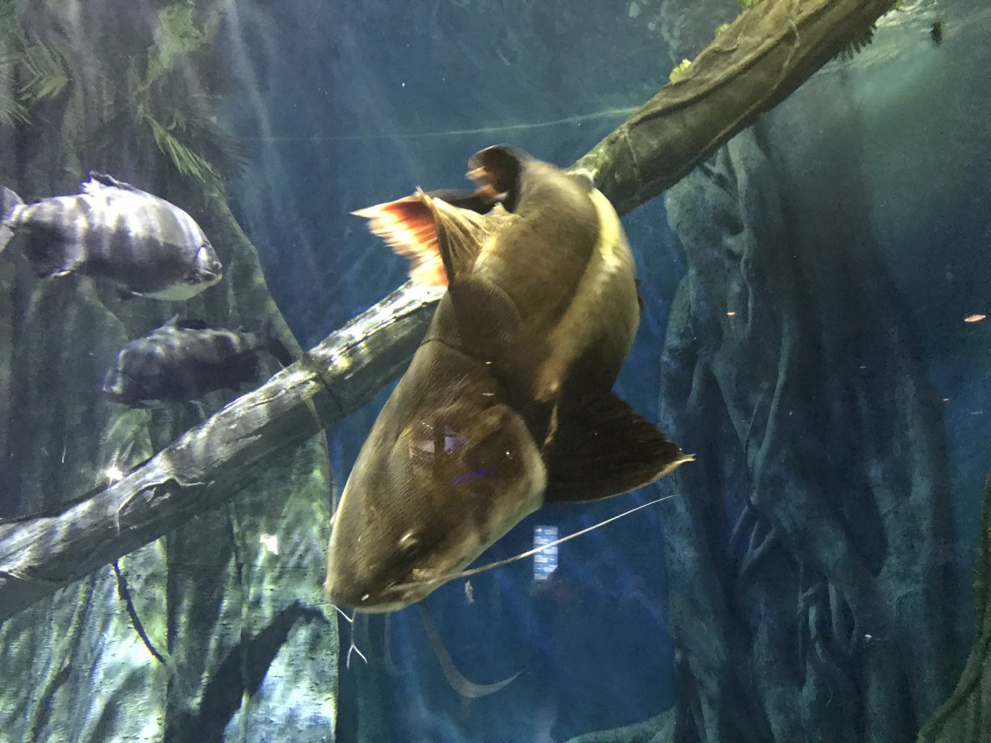 Amazon Flooded Forest - Redtail catfish 260519
