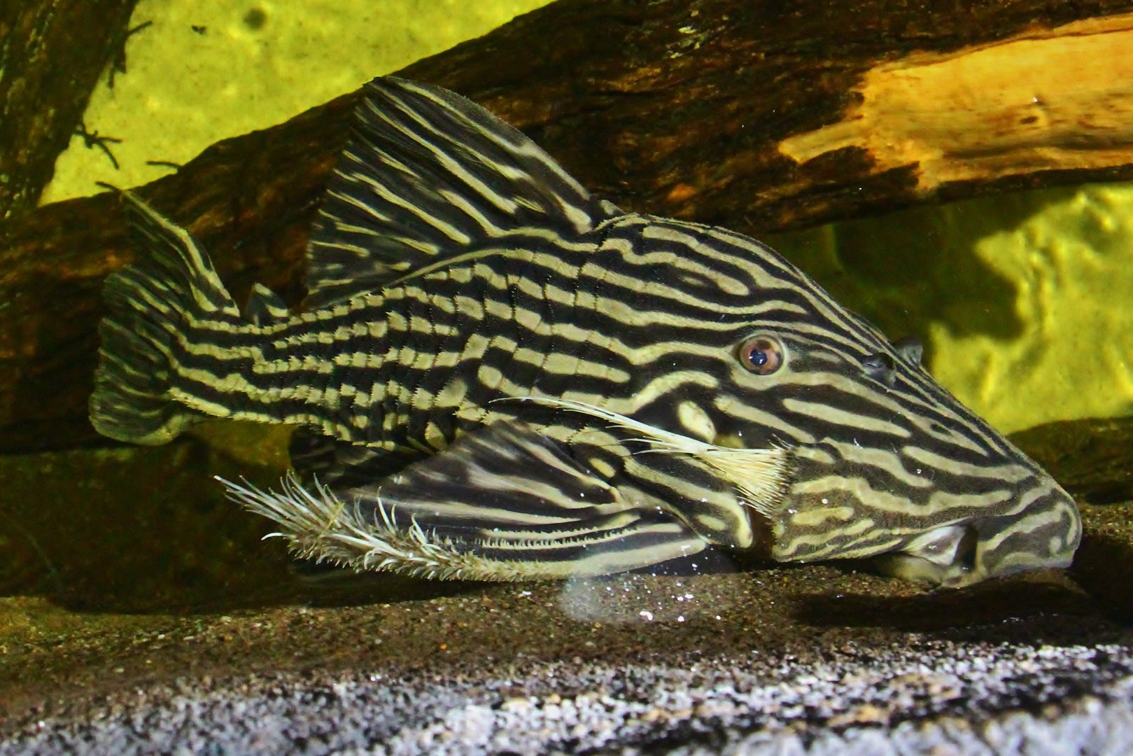 Amazon Flooded Forest - Royal Pleco (Panaque armbrusteri)