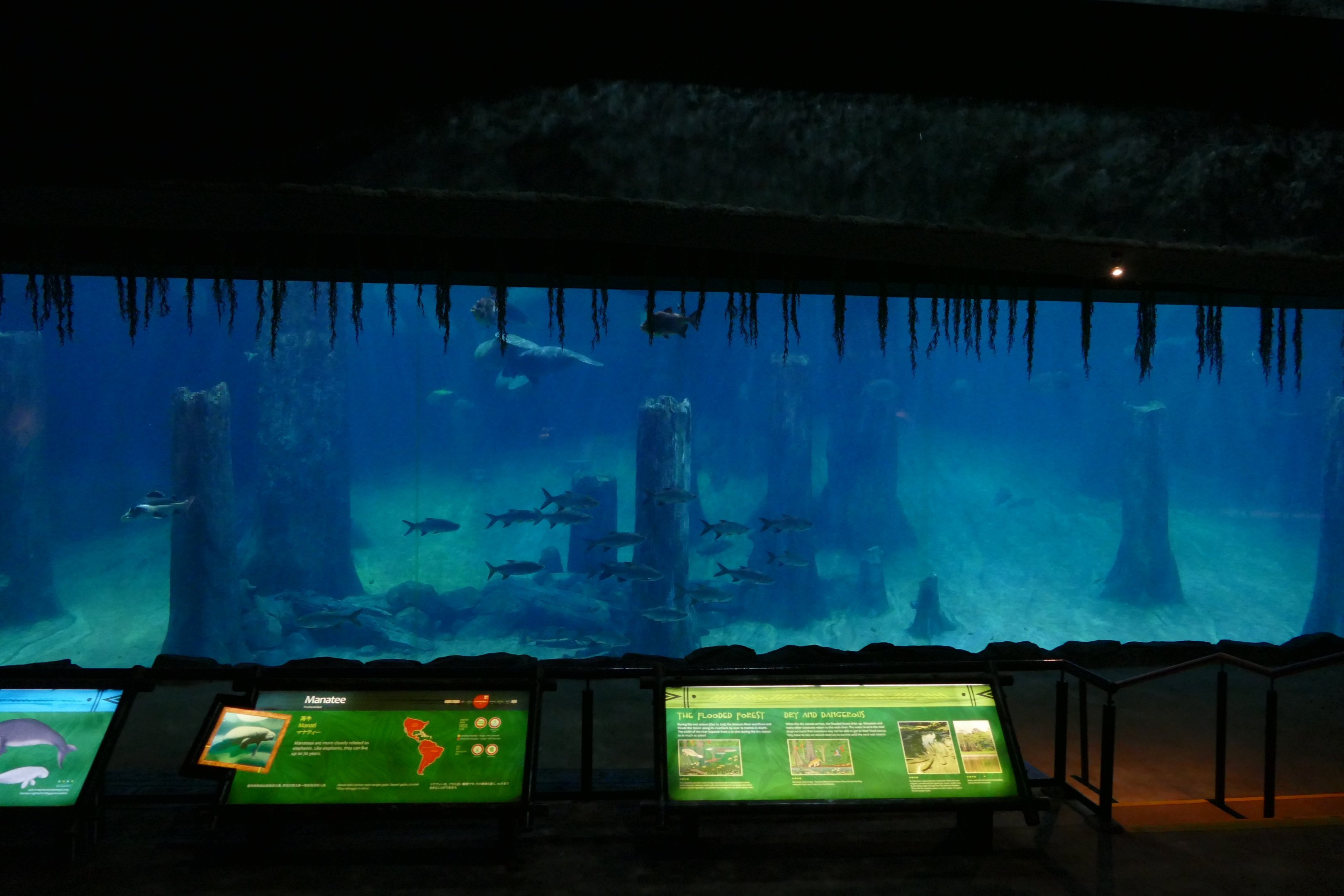Amazon Flooded forest tank - Main viewing window