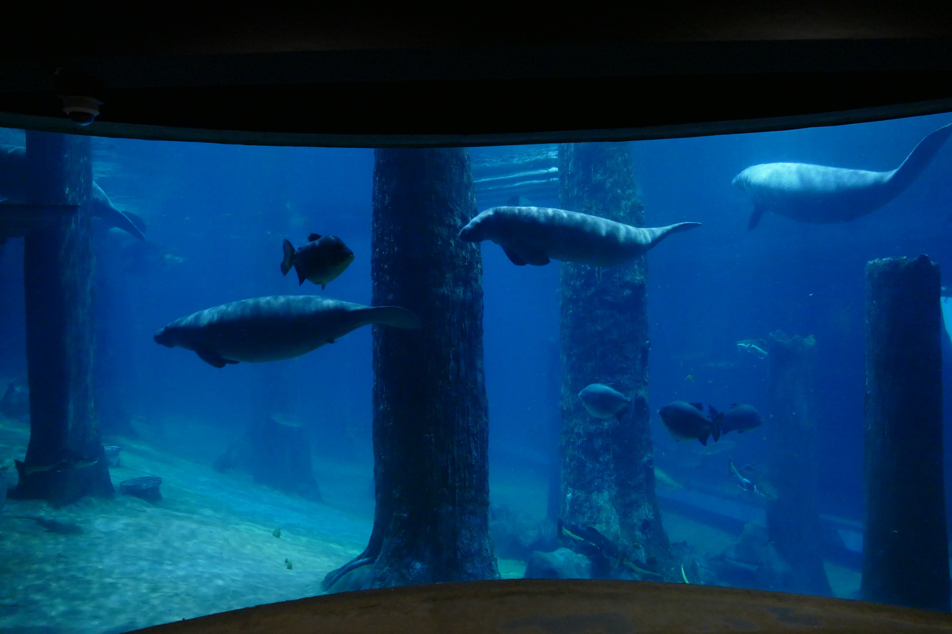 Amazon Flooded forest tank - second viewing window