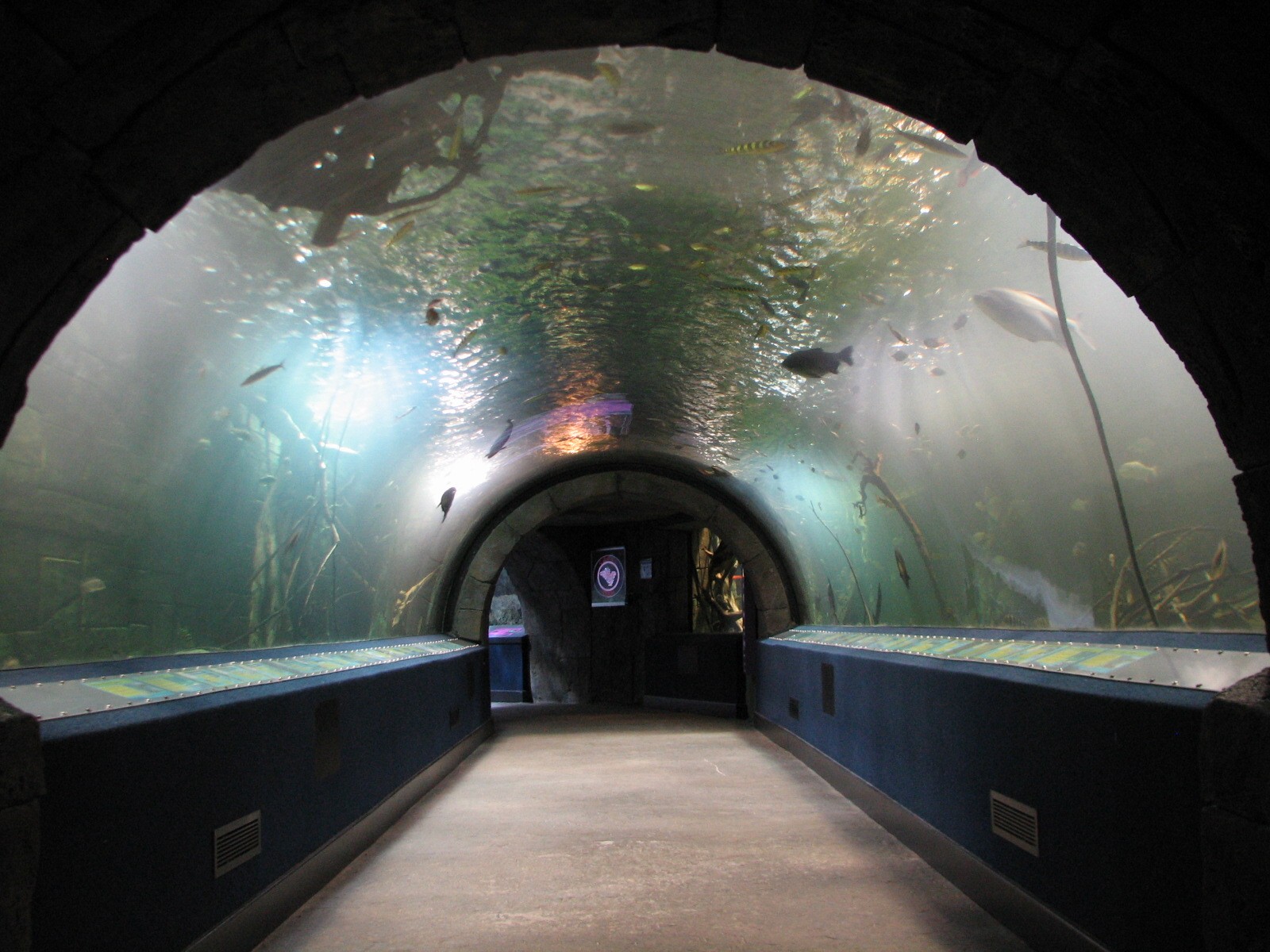 Amazon Flooded Forest - Tunnel