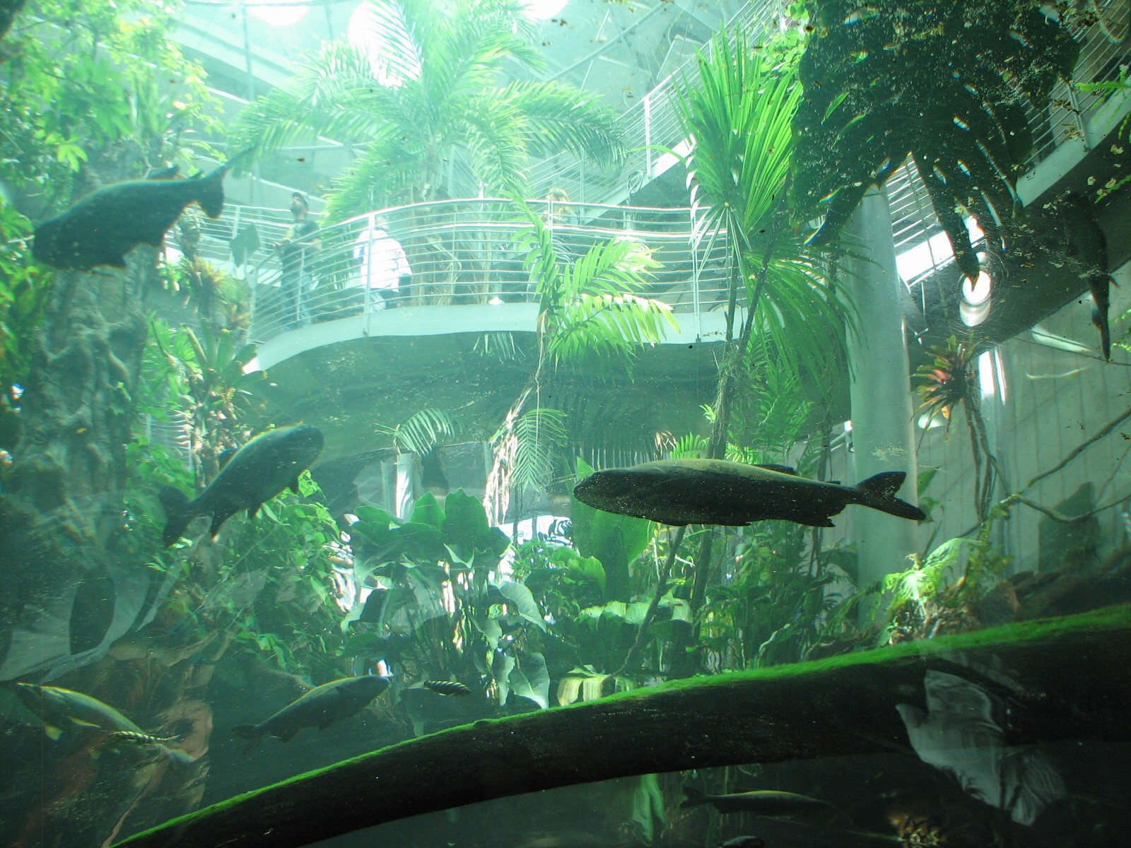 Amazon Flooded Forest - View Up to Osher Rainforest
