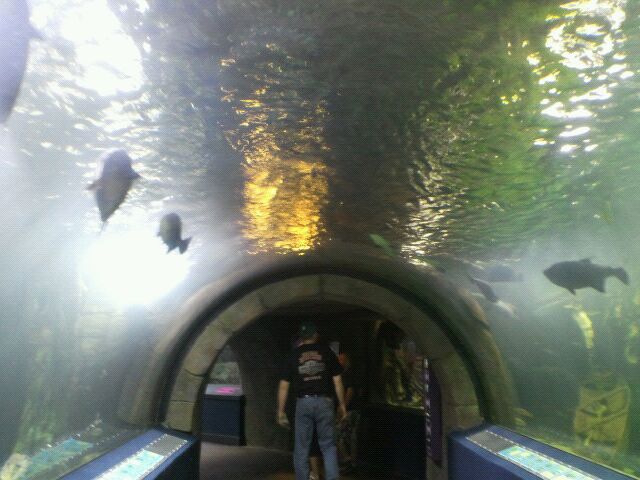 Amazon Flooded Forest