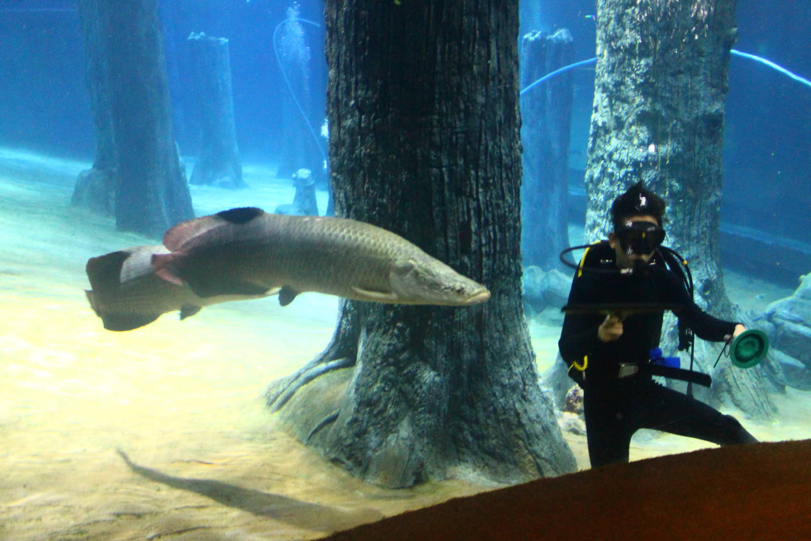 Amazon Flooded Forest