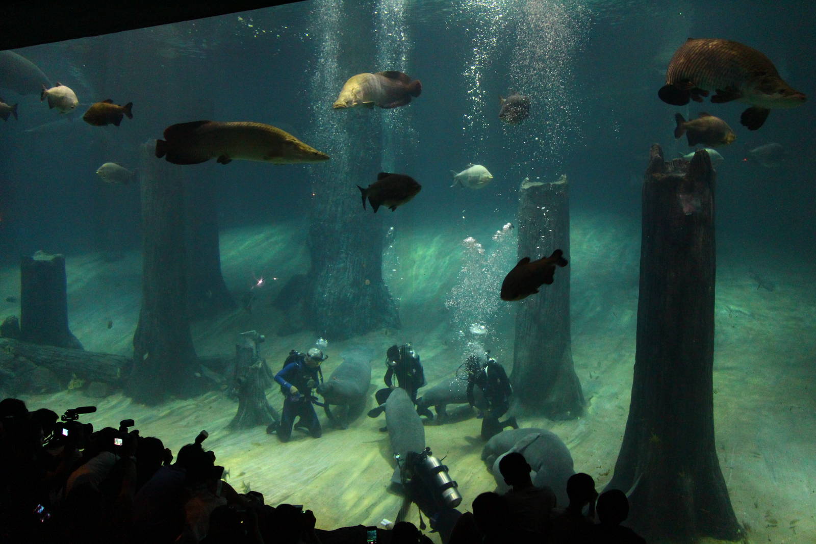 Amazon Flooded Forest