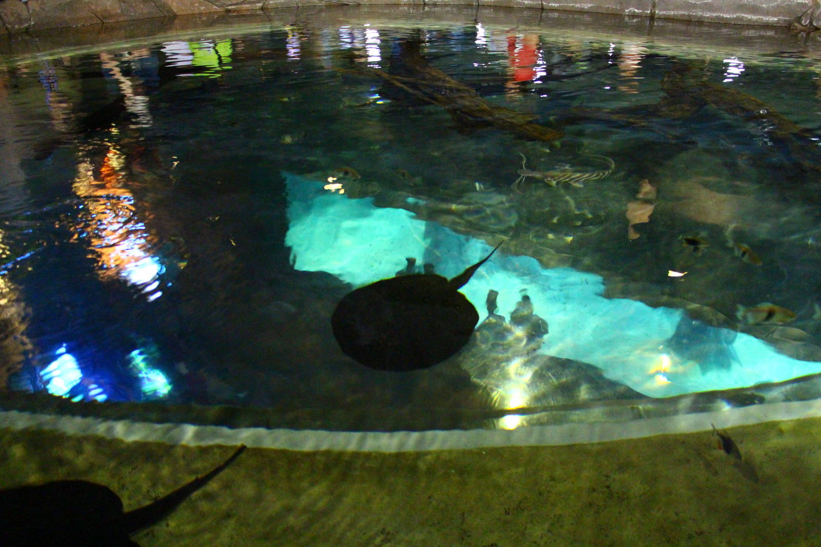 Amazon Flooded Forest