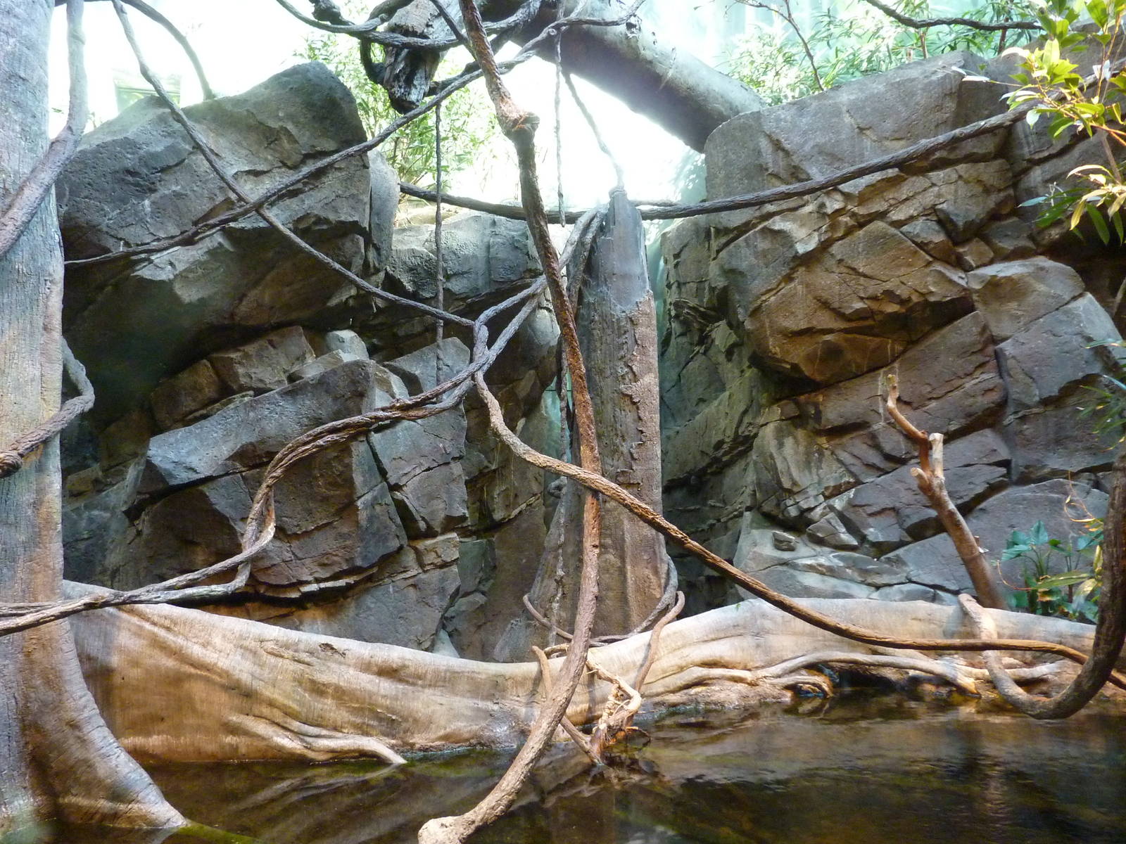 Amazon Flooded Forest