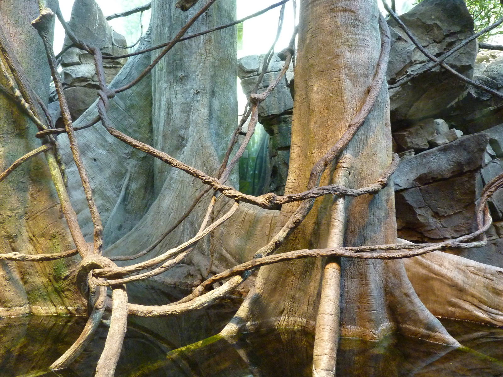 Amazon Flooded Forest