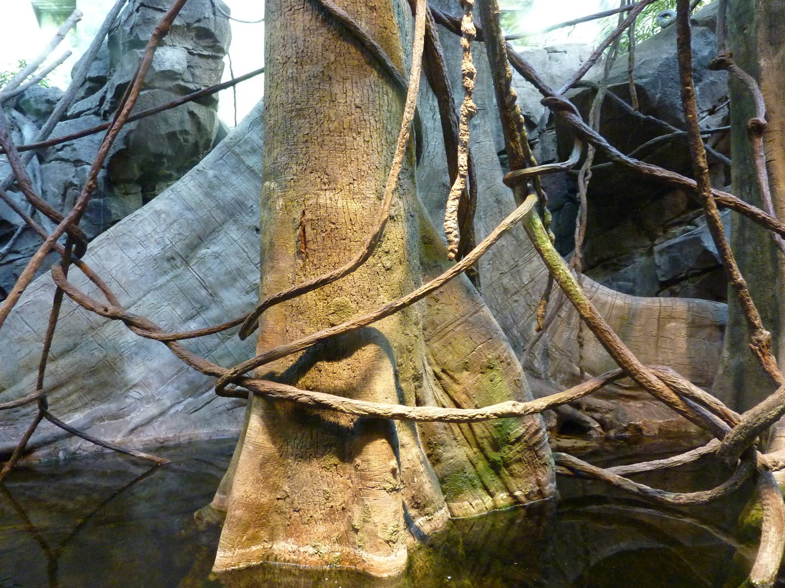 Amazon Flooded Forest