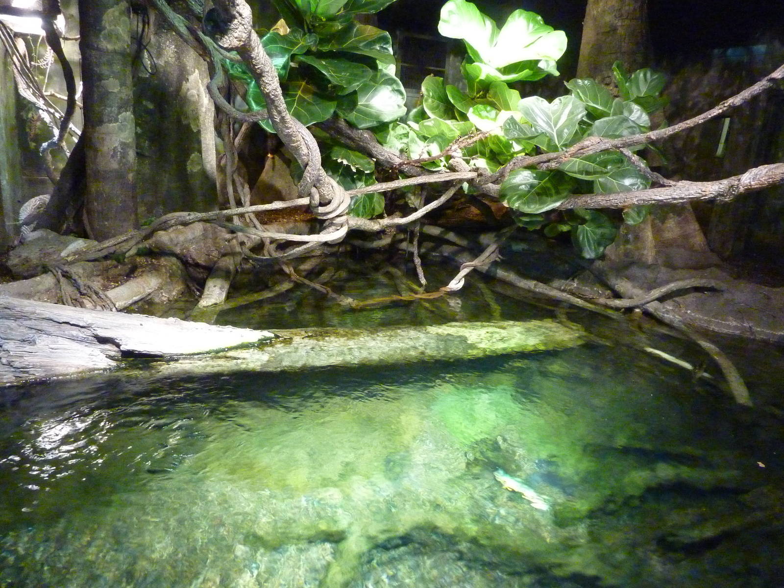 Amazon Flooded Forest
