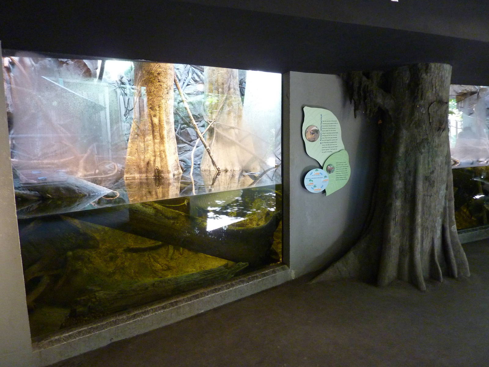 Amazon Flooded Forest