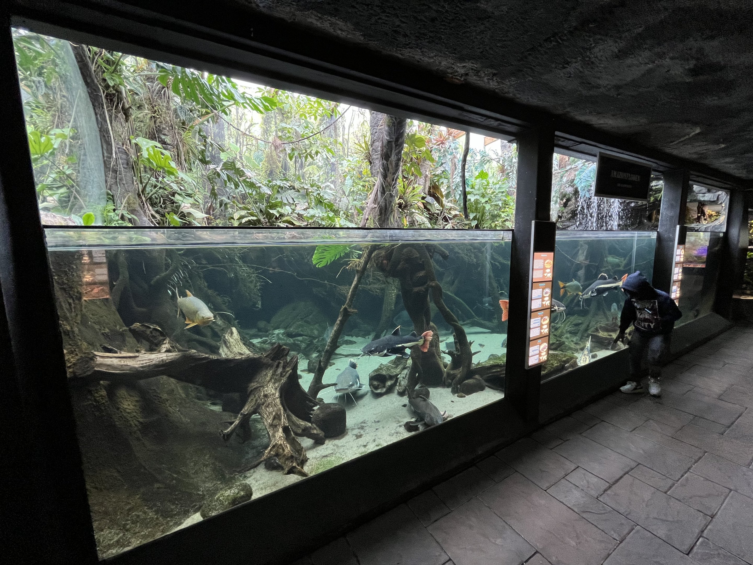 Amazon Flooded River Exhibit