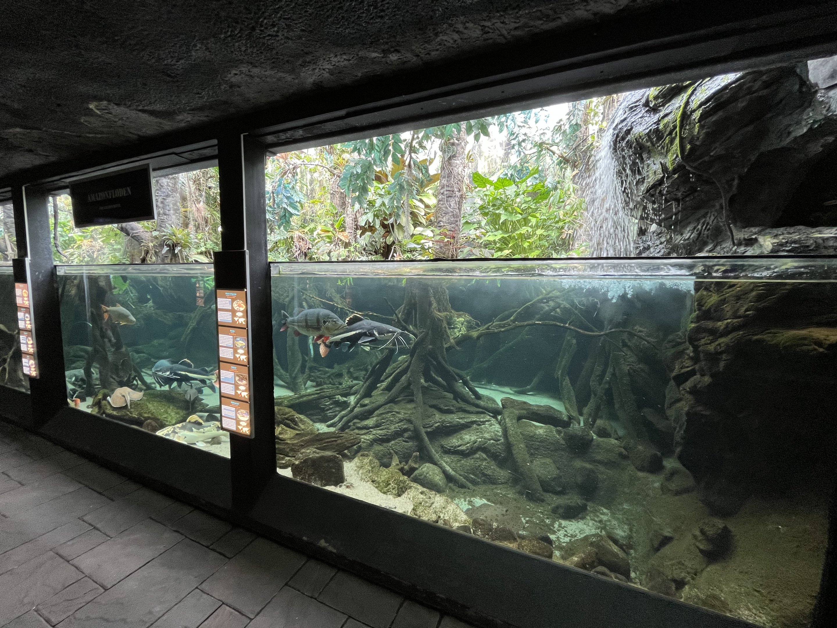 Amazon Flooded River Exhibit