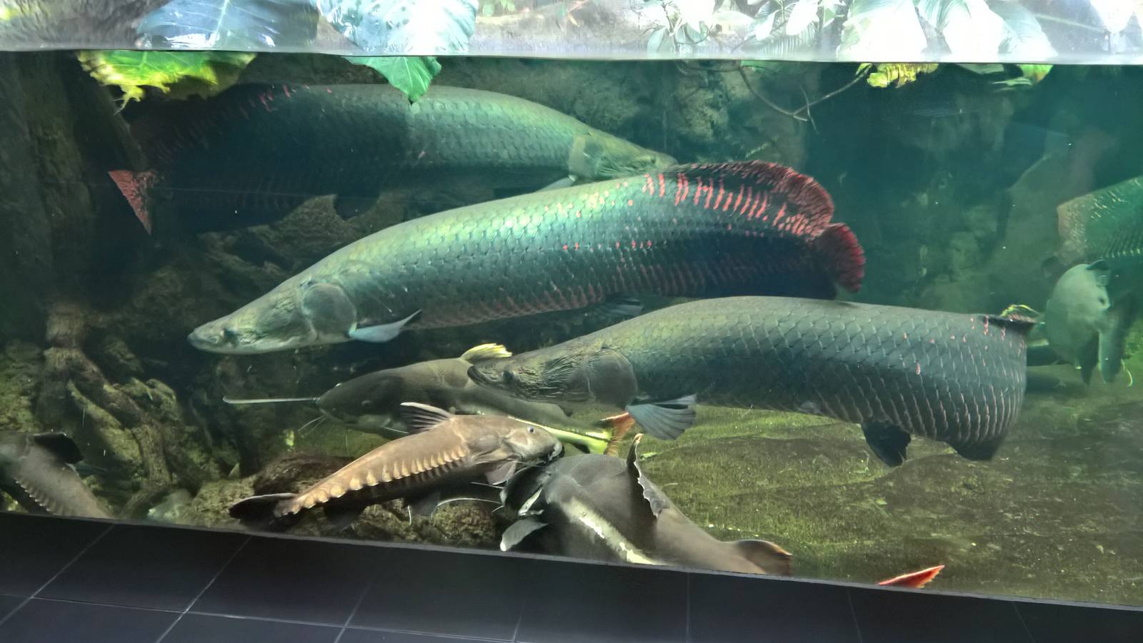 Amazon freshwater tank