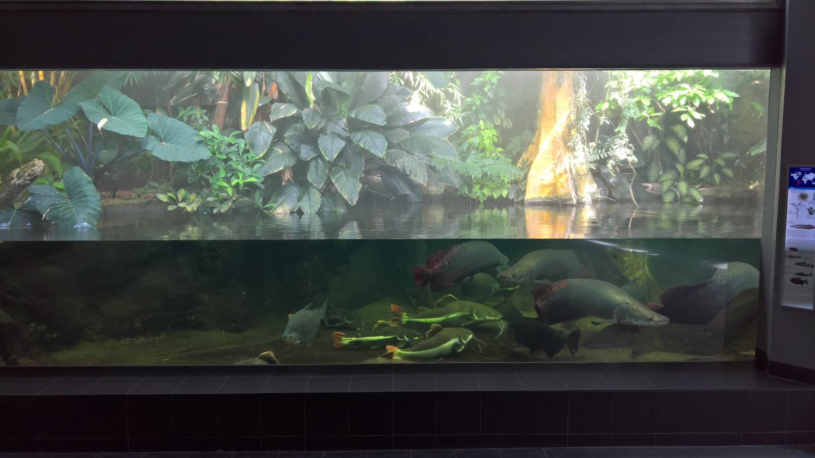 Amazon freshwater tank