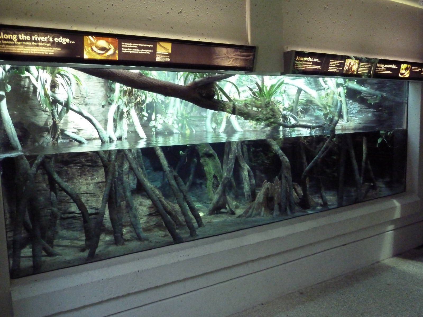 Amazon Gallery - Anaconda Exhibit