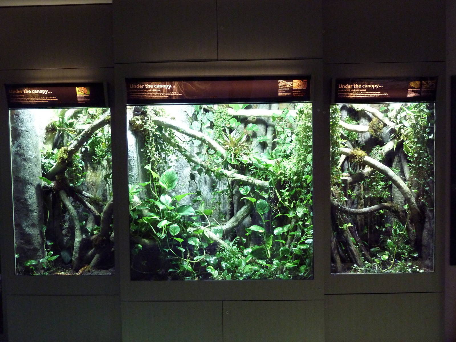 Amazon Gallery - Assorted Terrariums